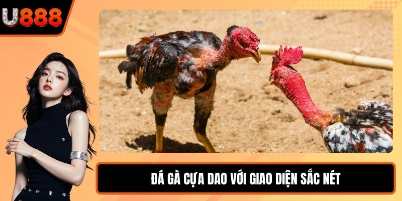Đá gà cựa dao với giao diện sắc nét