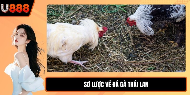 Sơ lược về đá gà Thái Lan