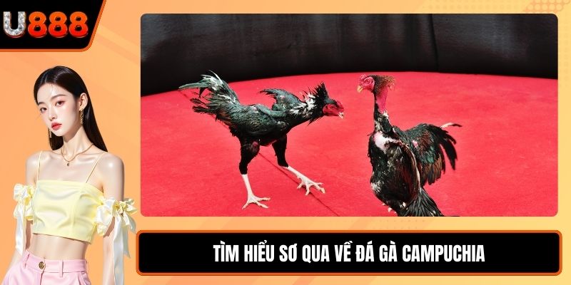 Tìm hiểu sơ qua về đá gà Campuchia