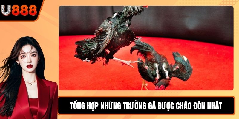 Tổng hợp những trường gà được chào đón nhất