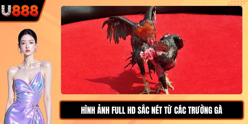 Hình ảnh Full HD sắc nét từ các trường gà