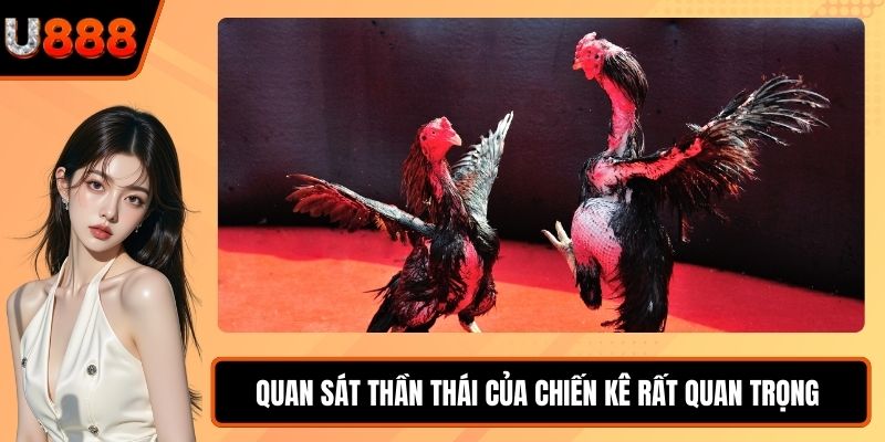 Quan sát thần thái của chiến kê rất quan trọng 